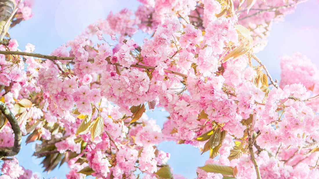 Pinke Kirschblüten vor blauem Himmel