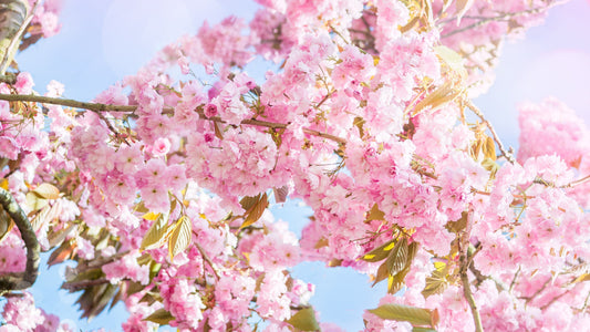 Pinke Kirschblüten vor blauem Himmel